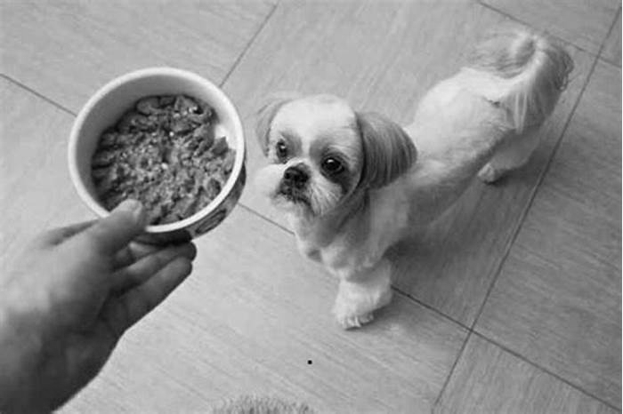 Should a Shih Tzu eat wet or dry food