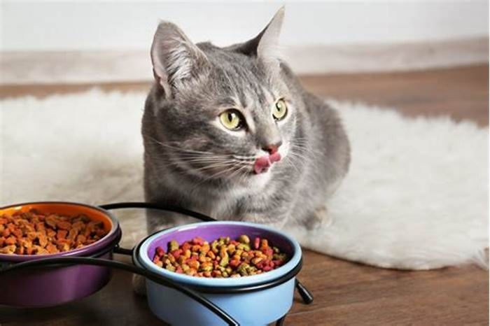 Should cats have dry food available at all times?