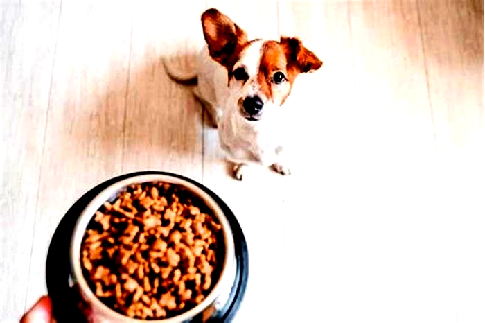 Should you leave your dog's food out all day?