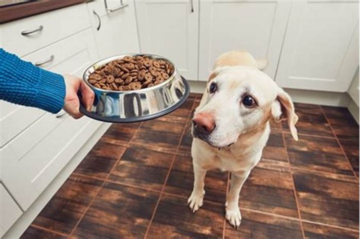 Should you mix wet and dry dog food?