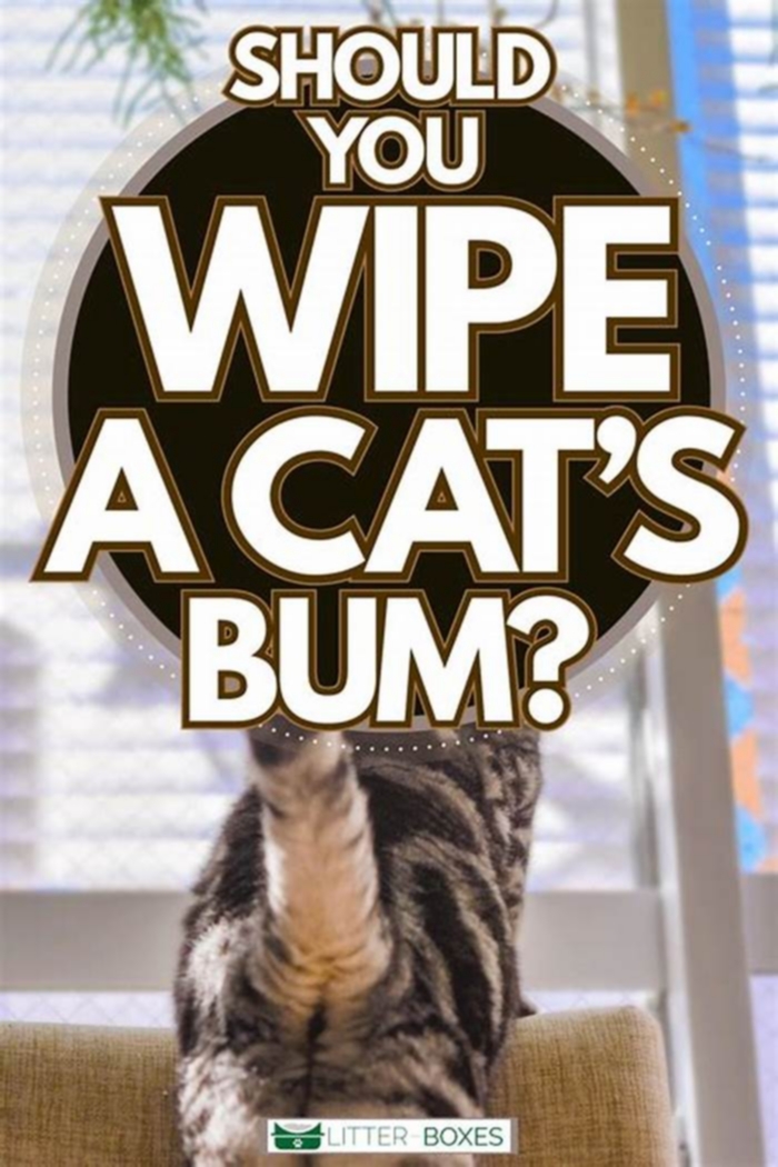 Should you wipe your cat s bum