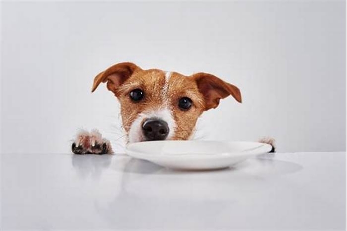 What are Jack Russells not allowed to eat?