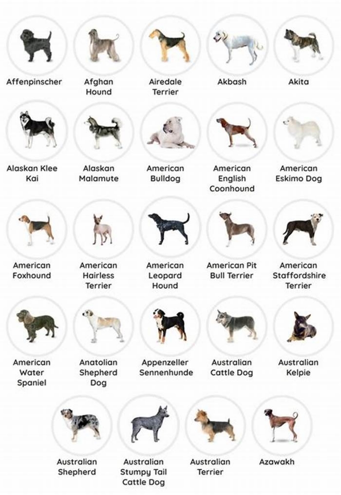 What are pure dog breeds