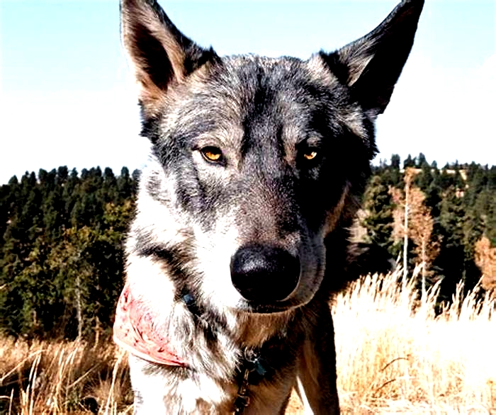 What are the behavior problems with wolf dogs