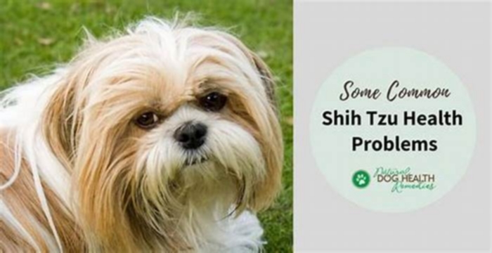 What are the end of life symptoms of a Shih Tzu