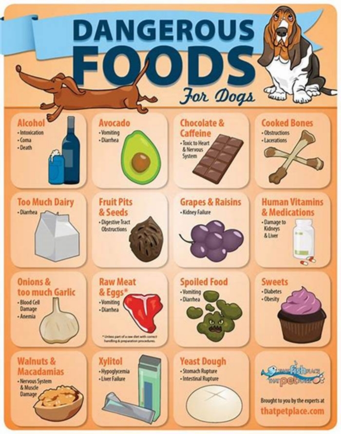 What are the top 10 foods that are bad for dogs