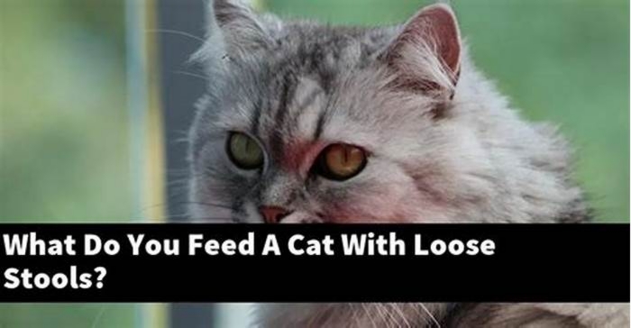 What can I feed my cat with loose stools?