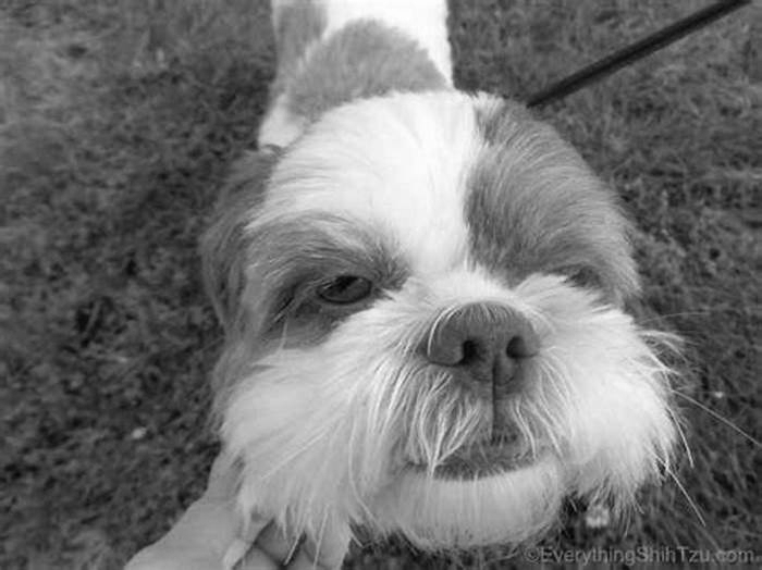 What can I wash my Shih Tzu with if I don't have dog shampoo?