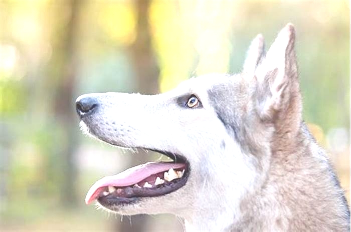 What do I need to know before getting a wolf dog