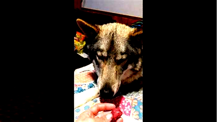 What do you feed a wolf hybrid?