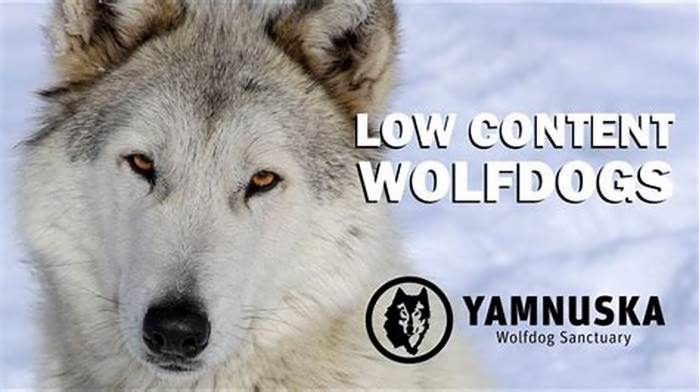 What does low content wolf mean?