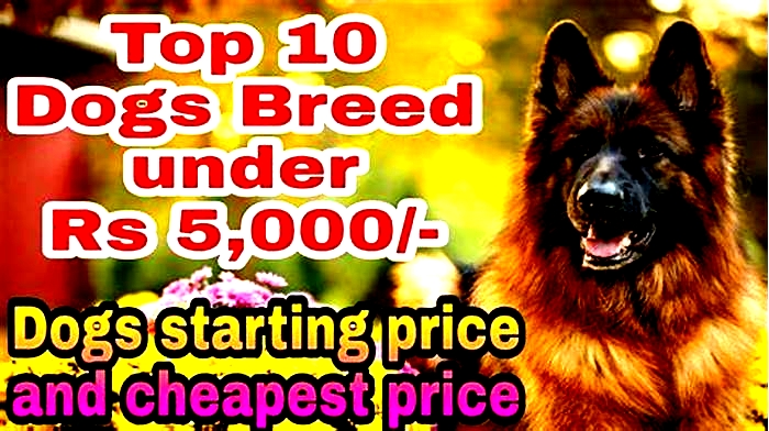 What dog breed costs 5000