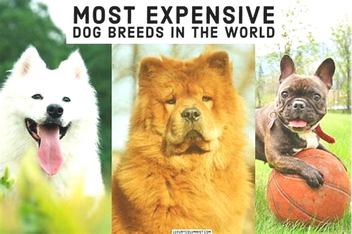 What dog breed is a billionaire