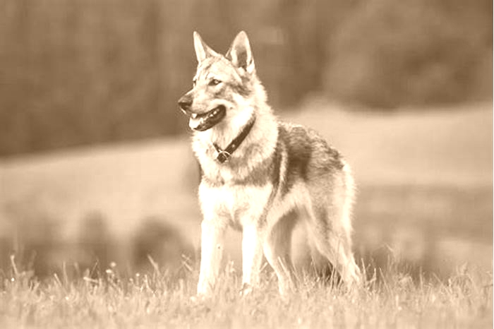 What dog breed is closest to a wolf?