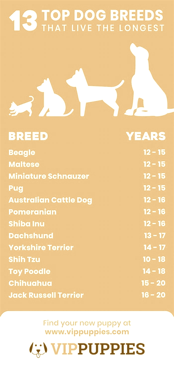 What dog breed lives the longest