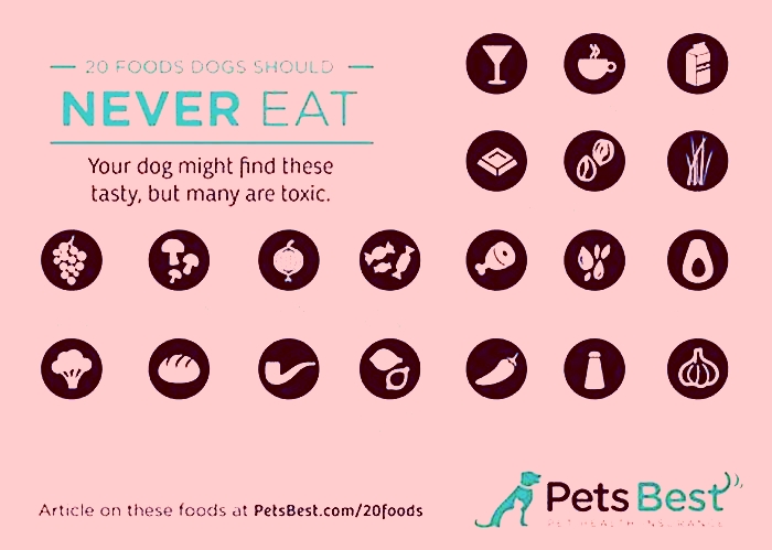 What dogs should not eat raw meat?