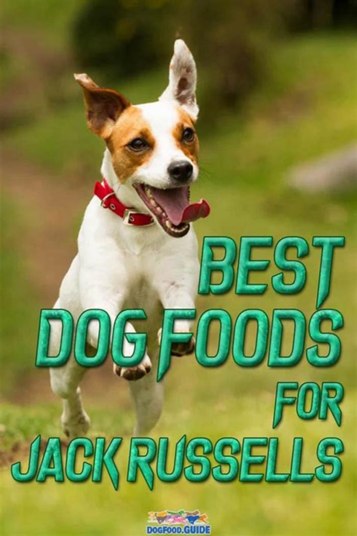 What food is good for Jack Russells?