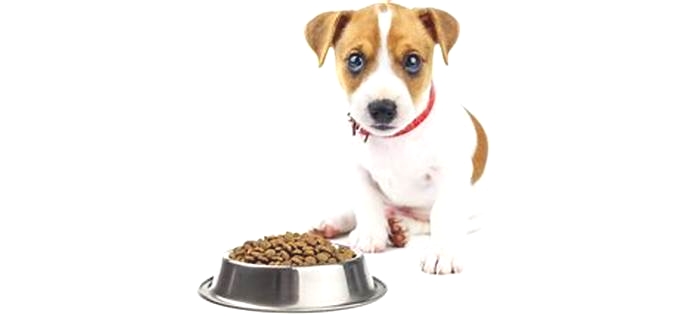 What foods can Jack Russells eat