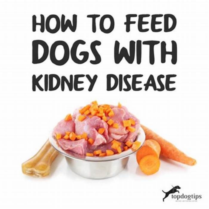 What foods should dogs with kidney problems avoid?