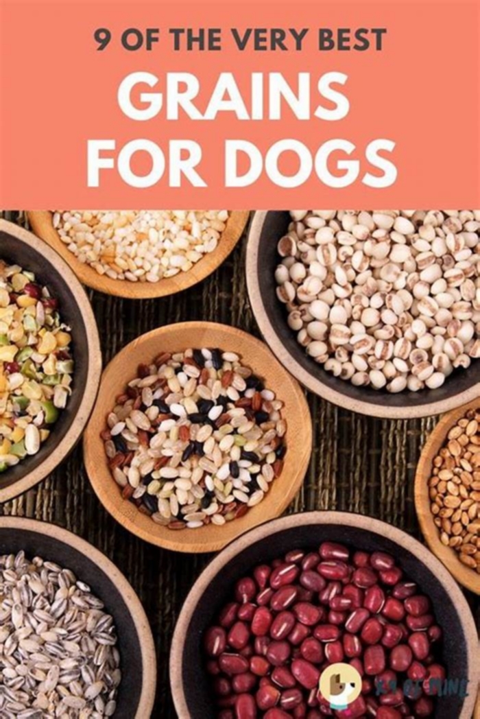 What grains should dogs avoid