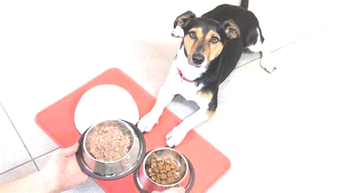 What happens when you feed your dog cheap dog food?