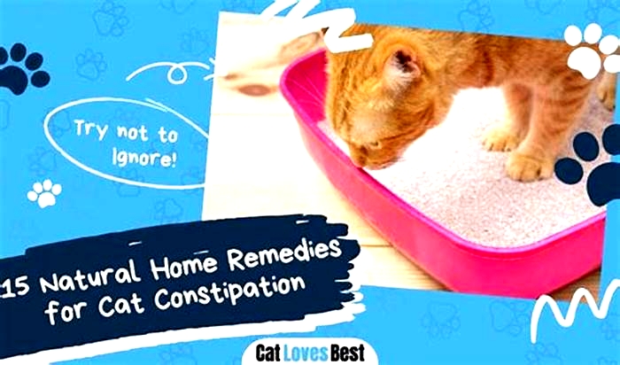 What home remedy is good for constipation in cats?