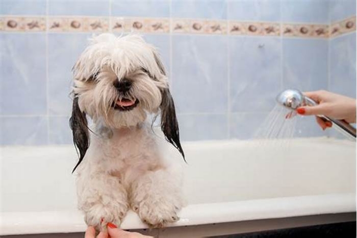 What human shampoo is safe for Shih Tzu