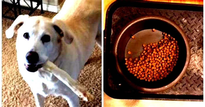 What if my dog only eats half of his food?