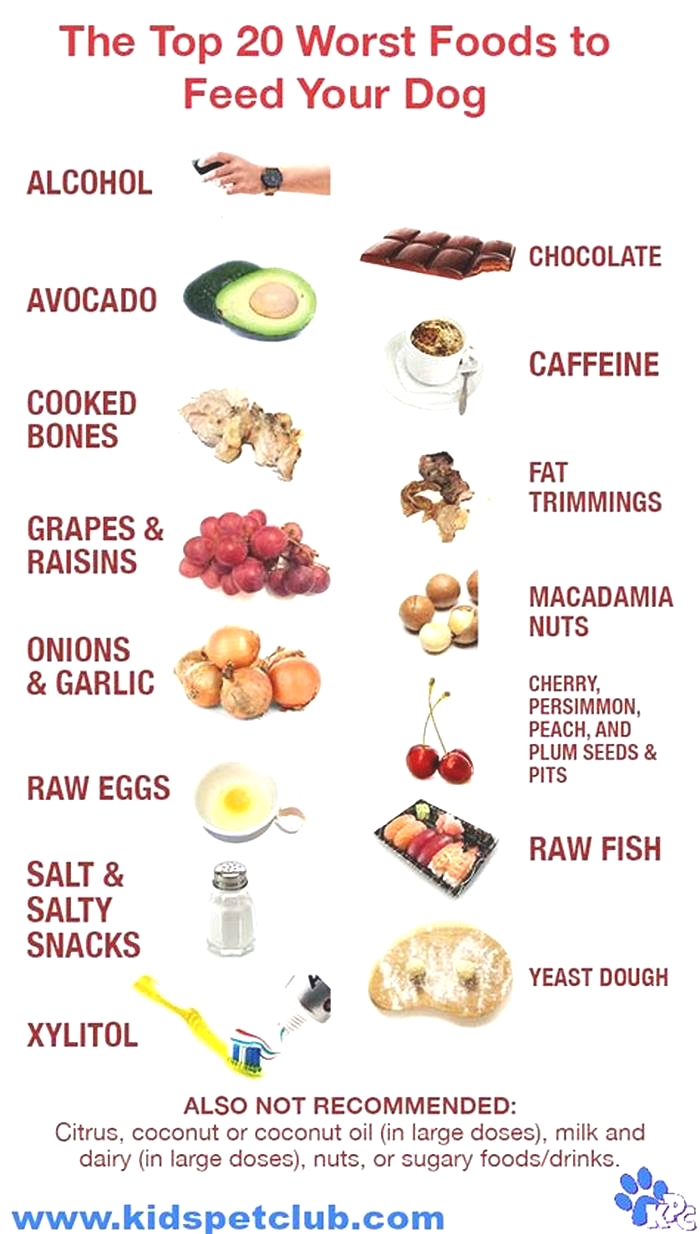 What ingredient to avoid in dog food?