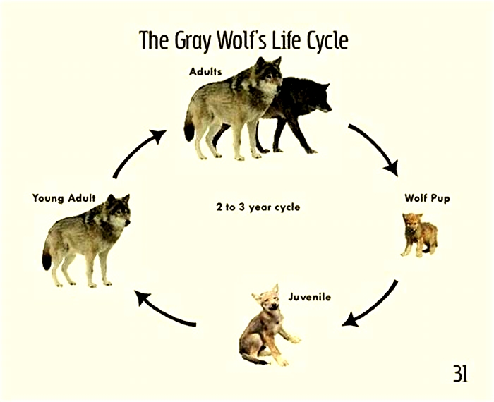 What is a wolf's life expectancy?