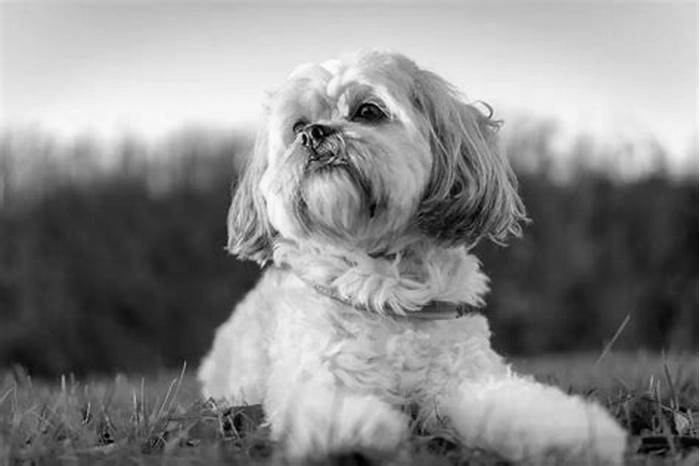 What is lifespan of Shih Tzu?