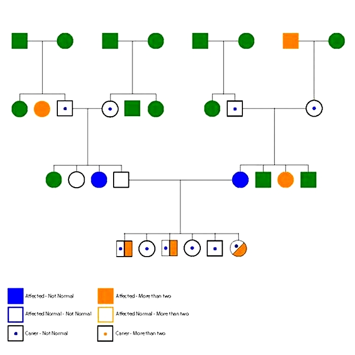 What is pedigree made out of?