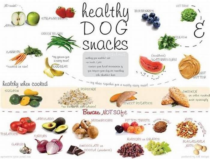 What is the best diet for a wolf dog