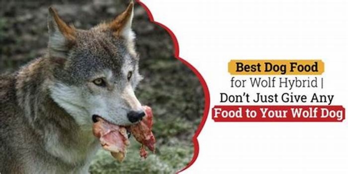 What is the best dog food for a hybrid wolf?