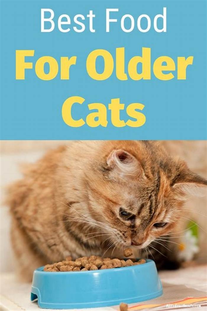 What is the best food to feed a senior cat?