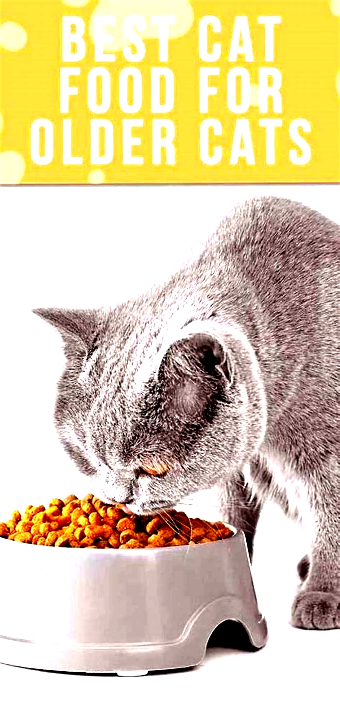 What is the best food to feed an elderly cat