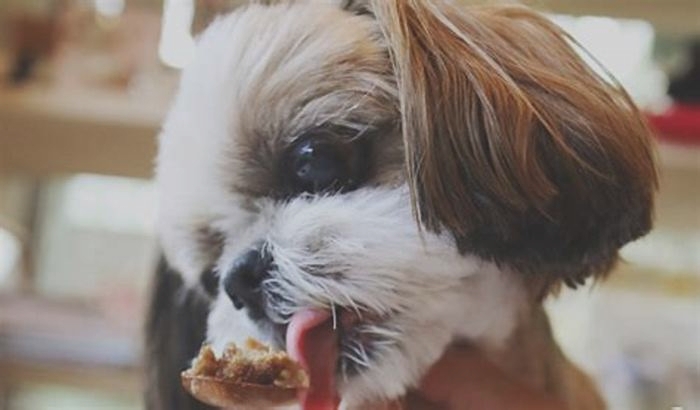 What is the best food to give a Shih Tzu