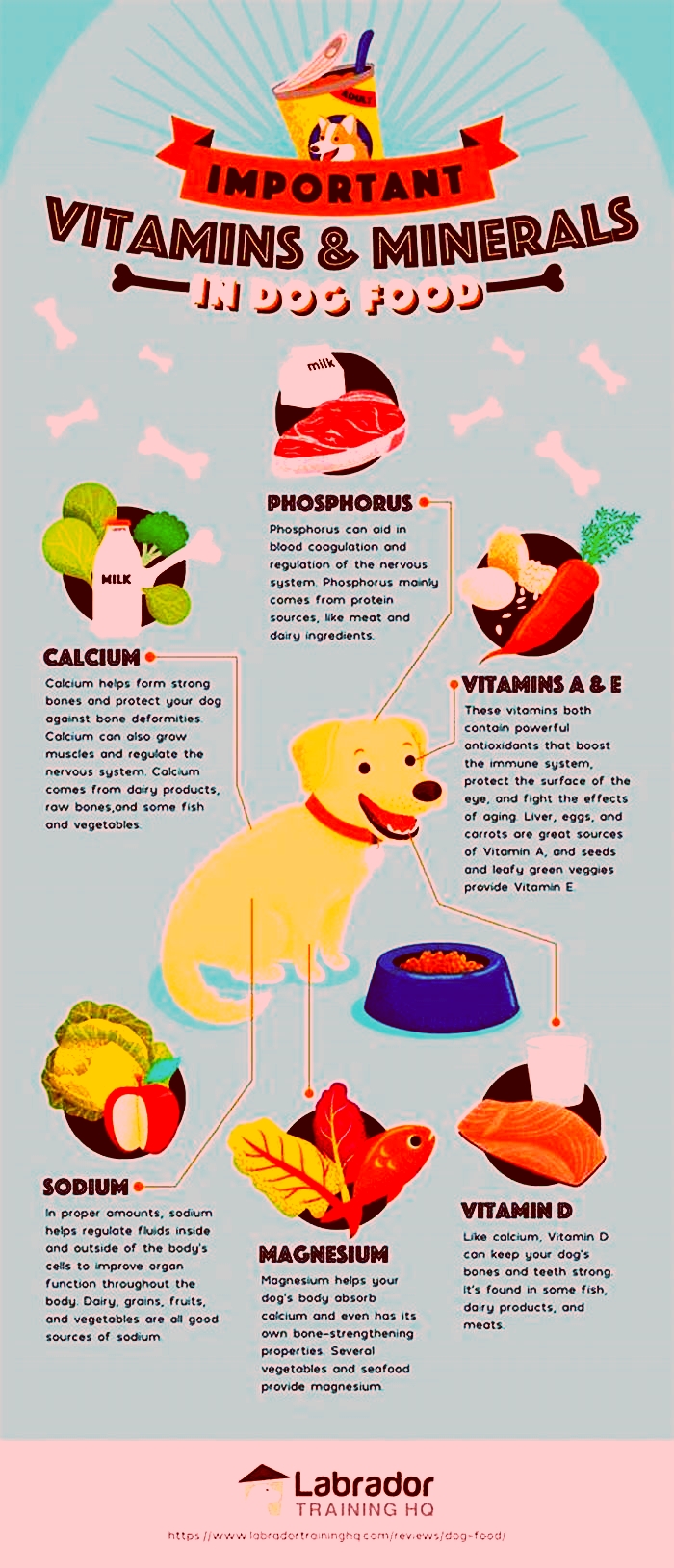 What is the best meal plan for dogs