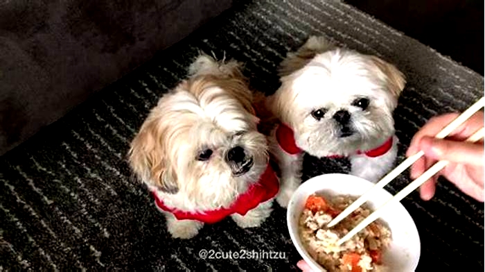 What is the best meat for Shih Tzu?