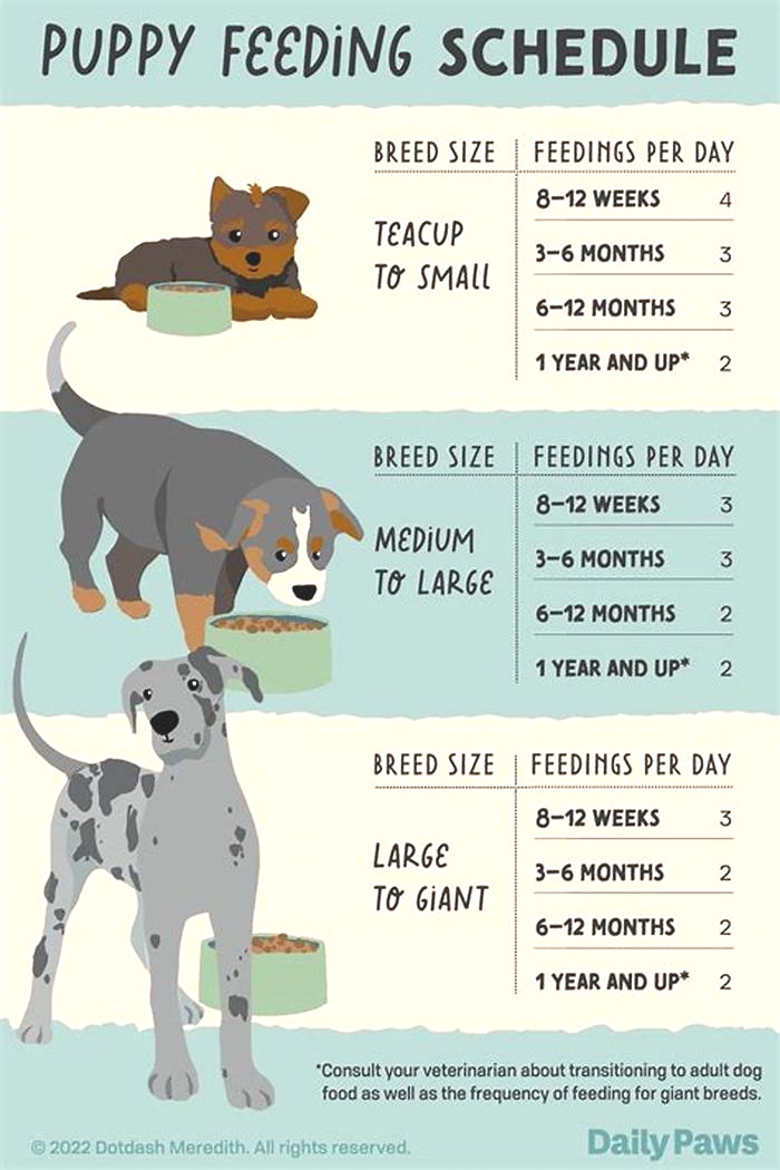 What is the best time of day to feed a dog