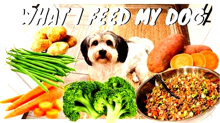 What is the cheapest and healthiest way to feed a dog?