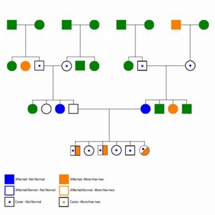 What is the difference between a pedigree and a mutt?