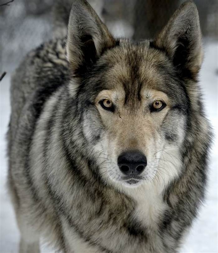 What is the difference between a wolf and a wolf hybrid?