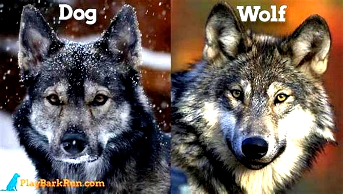 What is the difference between a wolf dog and a wolf hybrid