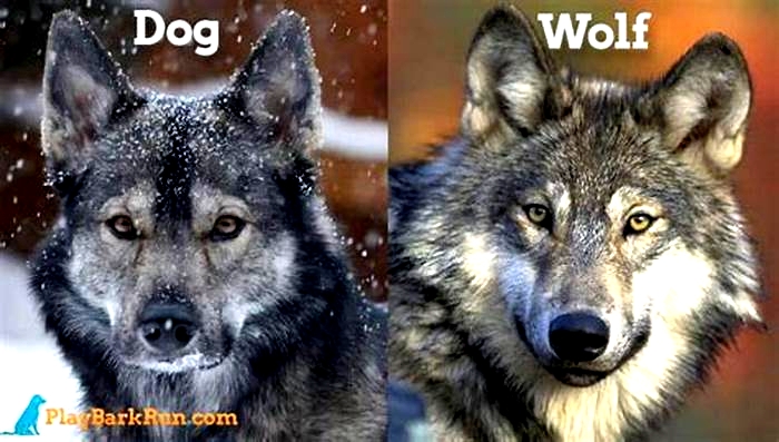 What is the difference between low and high content wolf dogs