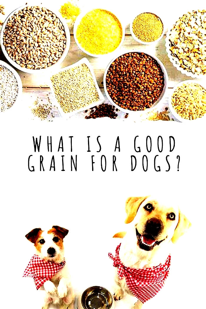 What is the easiest grain for dogs to digest