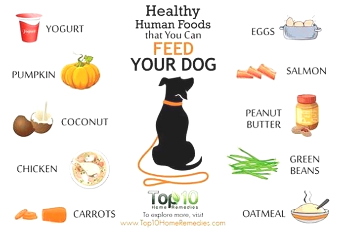 What is the healthiest food to feed your dog