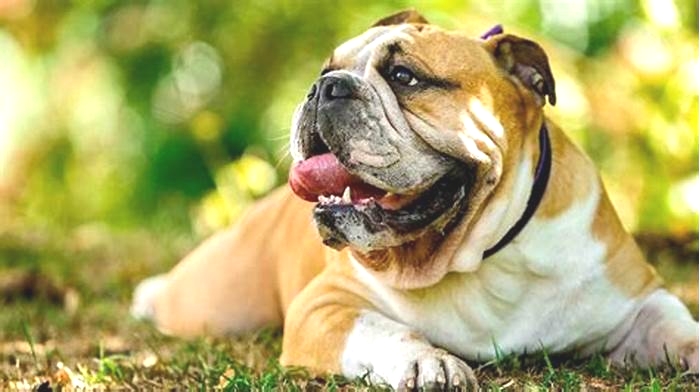 What is the healthiest pedigree dog