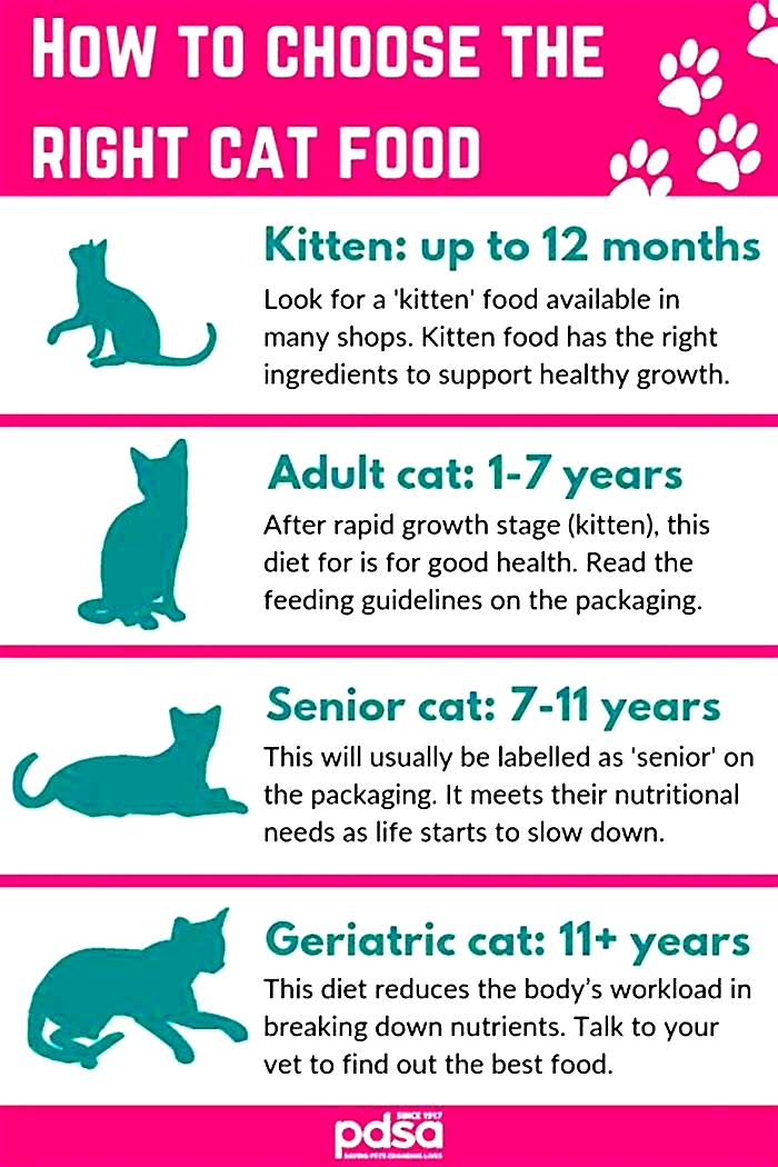 What is the healthiest thing to feed a cat?