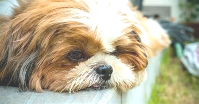 What is the leading cause of for Shih Tzus